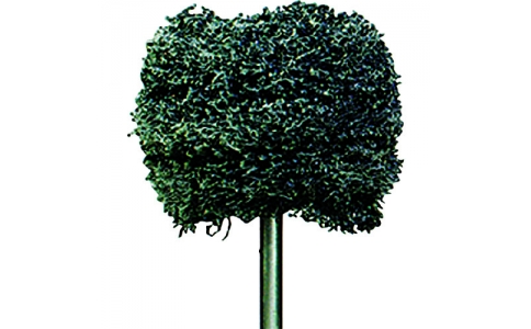 アルゴファイルジャパン（株）  SBP2021  アルゴファイル　ハードホイールバフ（レジン用ボールバフ）